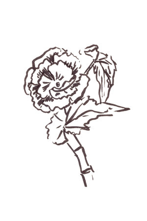 blooming begonia, graphic black and white drawing. high quality illustrationの写真素材