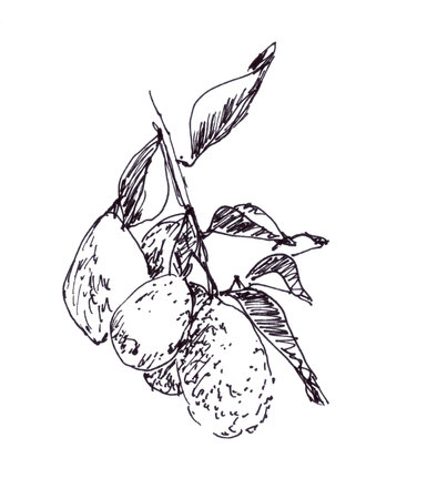 Lemons on a branch, graphic black and white drawing. High quality illustrationの写真素材