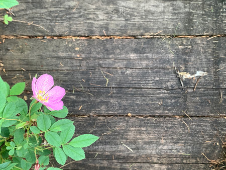 blooming rosehip on the background of wooden boards, copy space, natural backgroundの写真素材