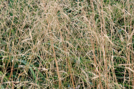 abstract nature background, dry autumn yellow grass