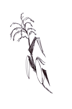 corn blooming, graphic black and white drawingの写真素材