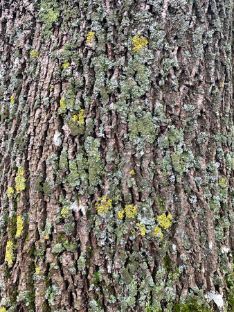 the bark of an old tree covered with green moss