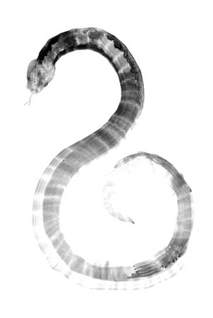 snake, year of the snake, chinese japanese ink paintingの写真素材