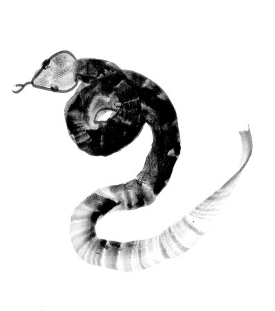 snake, year of the snake, chinese japanese ink painting
