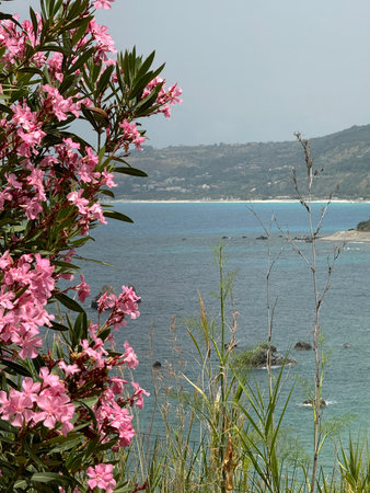 seascape, Italy, Calabria, road to the sea among blooming oleandersの写真素材