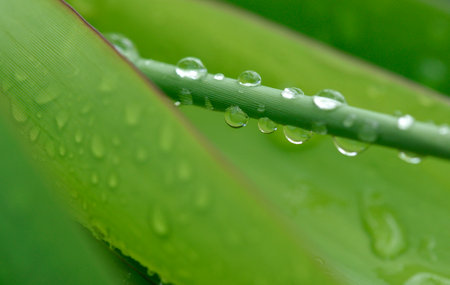 Clear of water drop after rainning on leafの写真素材