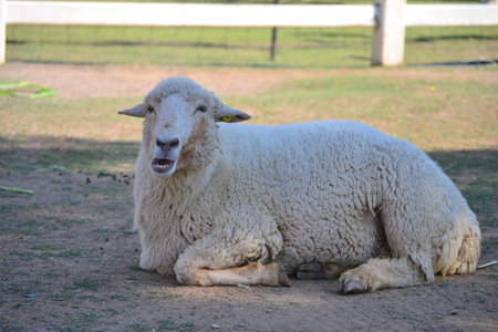 a sheepの写真素材