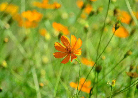 flowersの写真素材