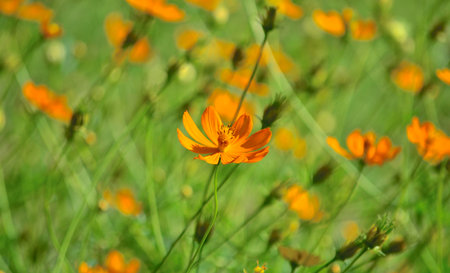 flowers Orangeの写真素材