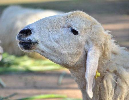 head sheepの写真素材