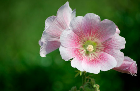 Pink and white flowersの写真素材