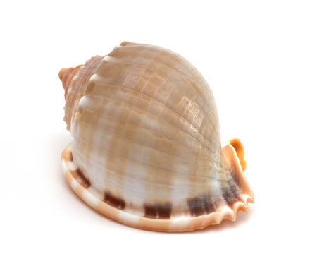 sea shell isolated on a white background の写真素材