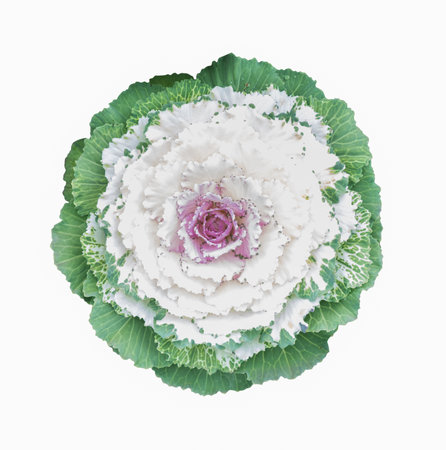 ornamental cabbage flower isolated on whiteの写真素材
