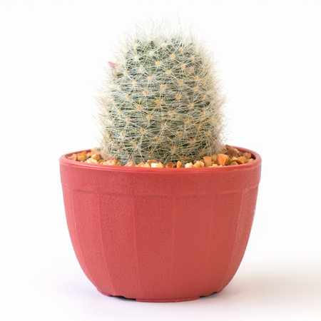 cactus isolated on white backgroundの写真素材