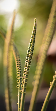 cycas firnの写真素材