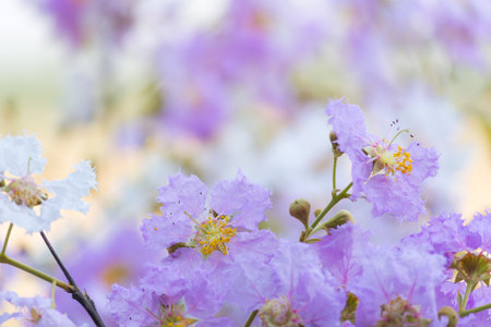 Blossom in Thailand.の写真素材