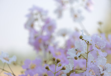 Blossom in Thailand.の写真素材
