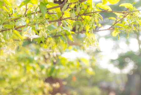 flowerの写真素材