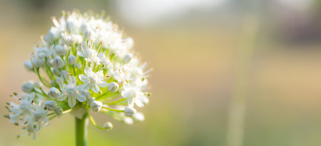 flowerの写真素材