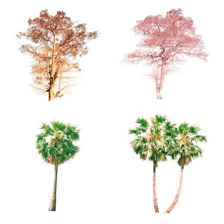 Tree on white background.