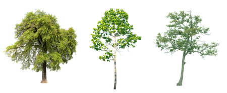 Isolated tree on white background.の写真素材