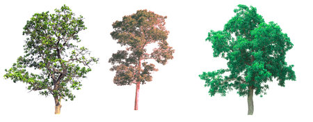 Isolated tree on white background.の写真素材