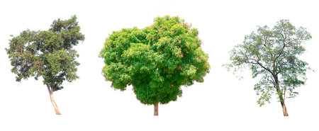 Isolated tree on white background.の写真素材