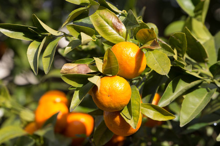 Orange on a branch in a garden in Melbourne, Australia, oranges grown in the home.