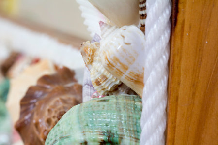 Decorative shells for interior home decor