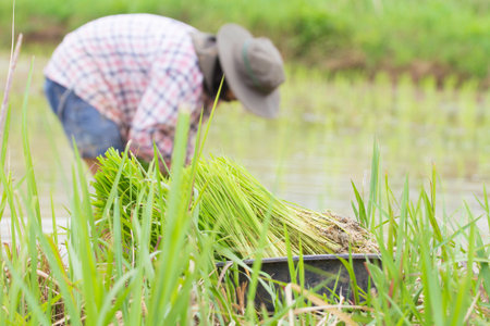The caterpillars climb on a dry branch.の写真素材