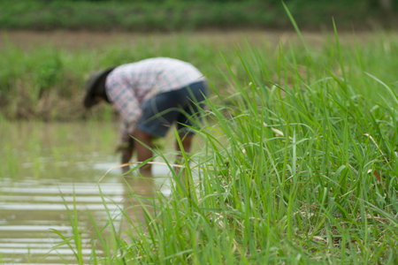 The caterpillars climb on a dry branch.の写真素材
