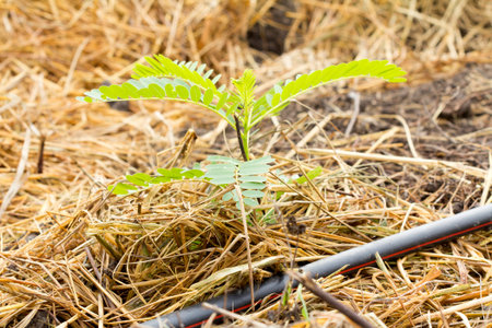 Young tamarind seedling growing on straw in the garden.の写真素材