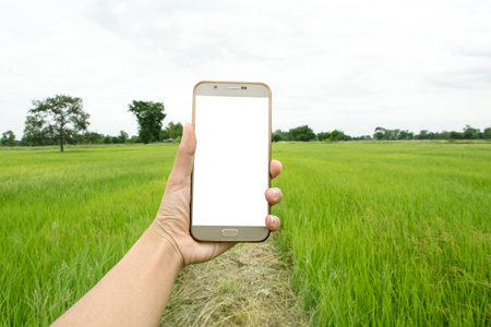 Smart phone in hand with rice fieldの写真素材