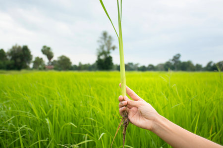 hand holding rice plant with field backgroundの写真素材