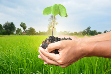 plant in the hand on rice field backgroundの写真素材