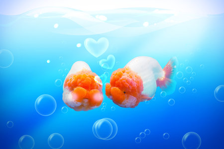 two fish in love under water,kiss ,heart,bubbleの写真素材