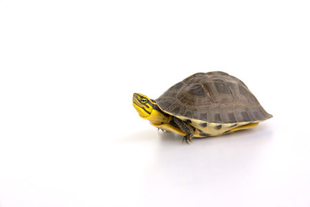 small turtle on white background