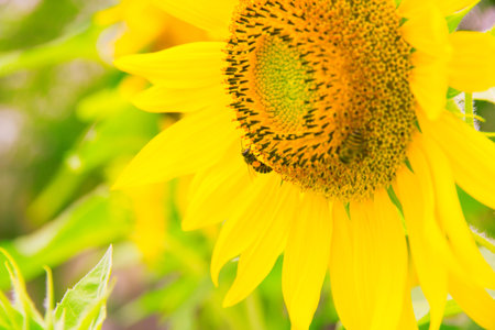 Closeup Sunflower with bee