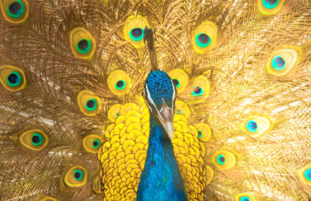 Close up of peacock showing its beautiful feathersの写真素材