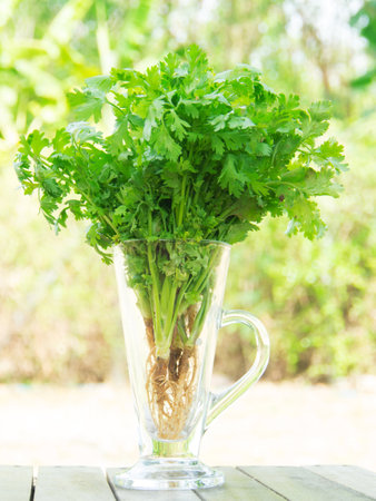 Coriander in glass on wood table