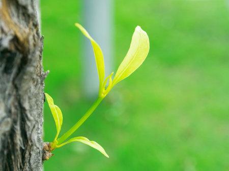 new young plant growing from treeの写真素材