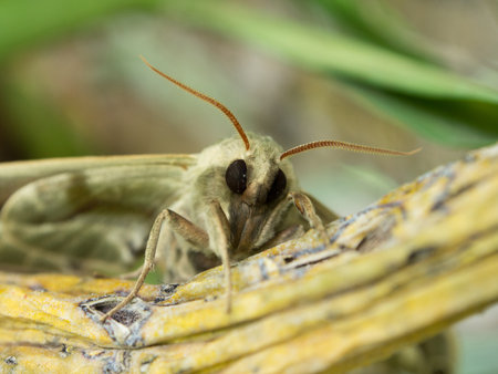 close up of moth in the nature backgroundの写真素材