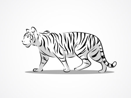 image graphic style of tiger walk  isolated on white backgroundの写真素材