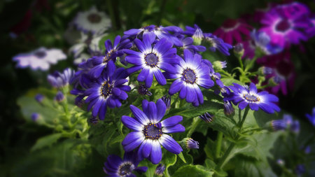 fresh summer flowers in natureの写真素材