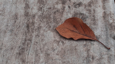 dry  leaf on rusty wood table backgroundの写真素材