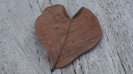 dry  leaf on rusty wood table backgroundの写真素材