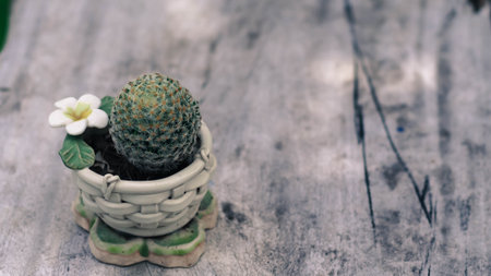 cactus in a pot on wood table backgroundの写真素材
