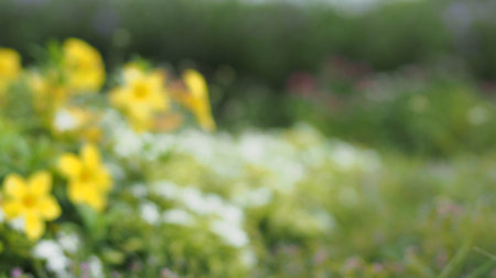 Blur bokeh abstract nature backgroundの写真素材