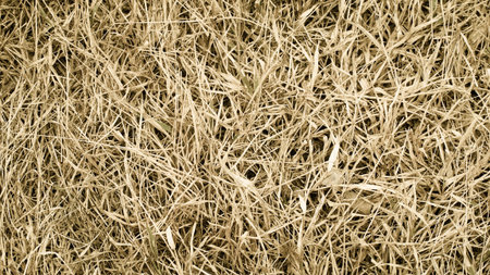 dry yellow grass texture backgroundの写真素材