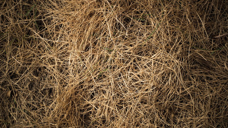 dry yellow grass texture backgroundの写真素材